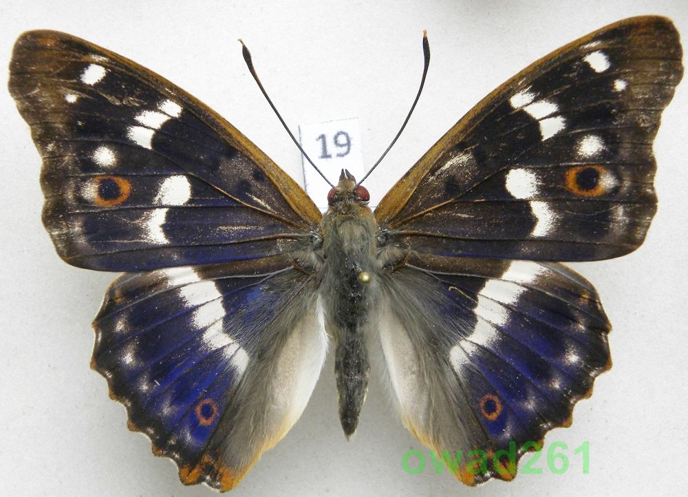 Apatura ilia Mieniak strużnik 67mm19