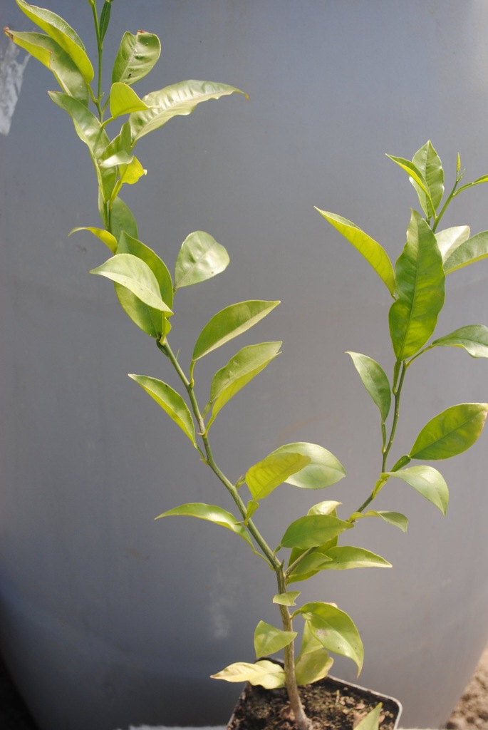 Grejpfrut ( Citrus paradisi) duże sadzonki