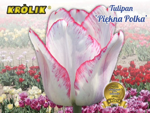 Tulipan Piękna Polka 1 szt cebule kwiatowe KRÓLIK