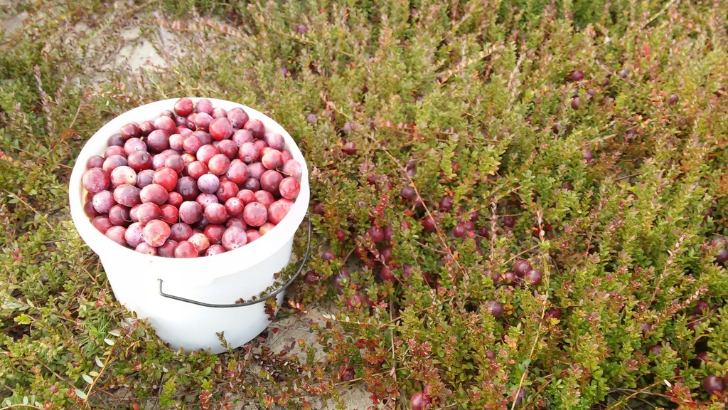 ŻURAWINA świeża, owoce, 17zł = 1kg ~ 2,2 litra