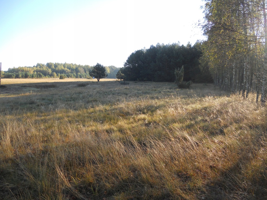 Działka Biały Ług gm. Słupia Konecka, 1000m2