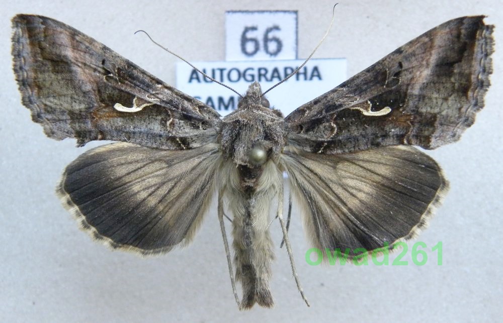Autographa gamma Błyszczka jarzynówka66
