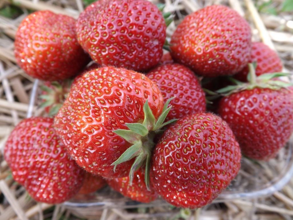 Porównaj Dane Dotyczące Sadzonek Truskawek SADZONKI TRUSKAWEK - SENGA SENGANA- VI- 100 szt - 7195243746