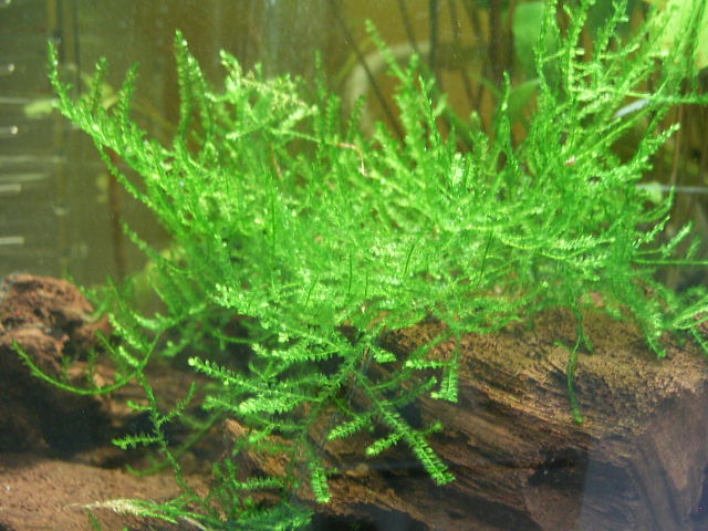 Mech jawajski Java moss szybkorosnący NAJTANIEJ 