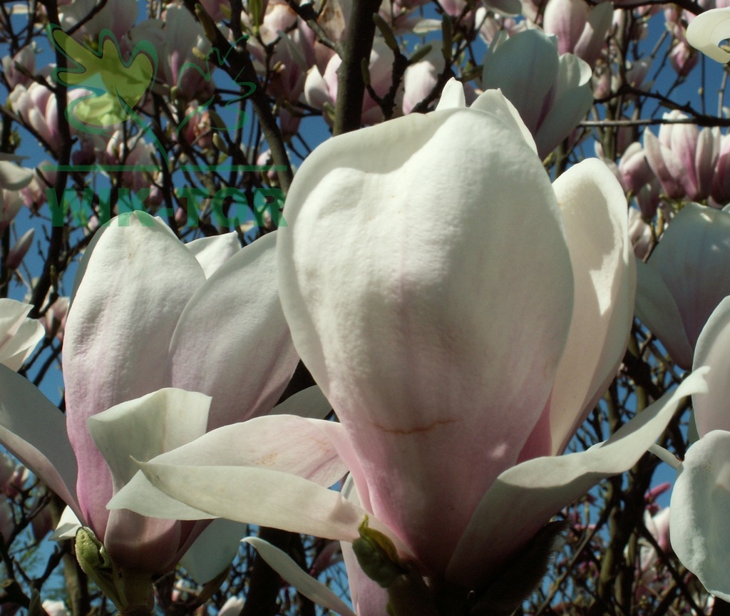 Magnolia soulange'a OLBRZYMI KWIAT magnolie BIAŁA
