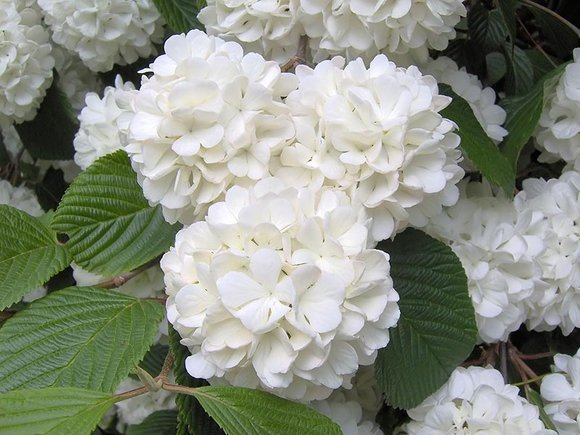 Kalina GRANDIFLORUM, ogromne kwiaty