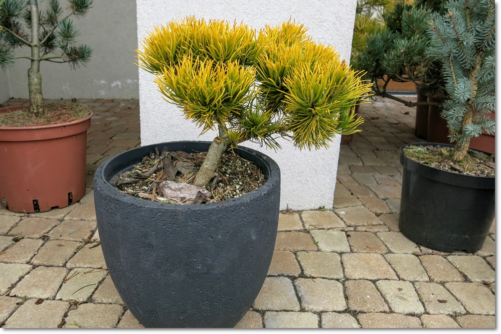 Pinus mugo Dezember Gold - sztama 70 cm !!!