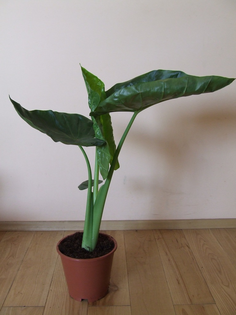ALOKAZJA ALOCASIA CALIDORA 70 cm