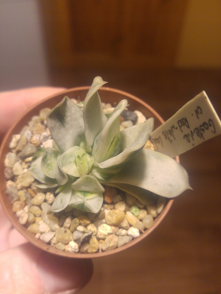 Kaktusy Gasteria bicolor cv Red white nr 1311p