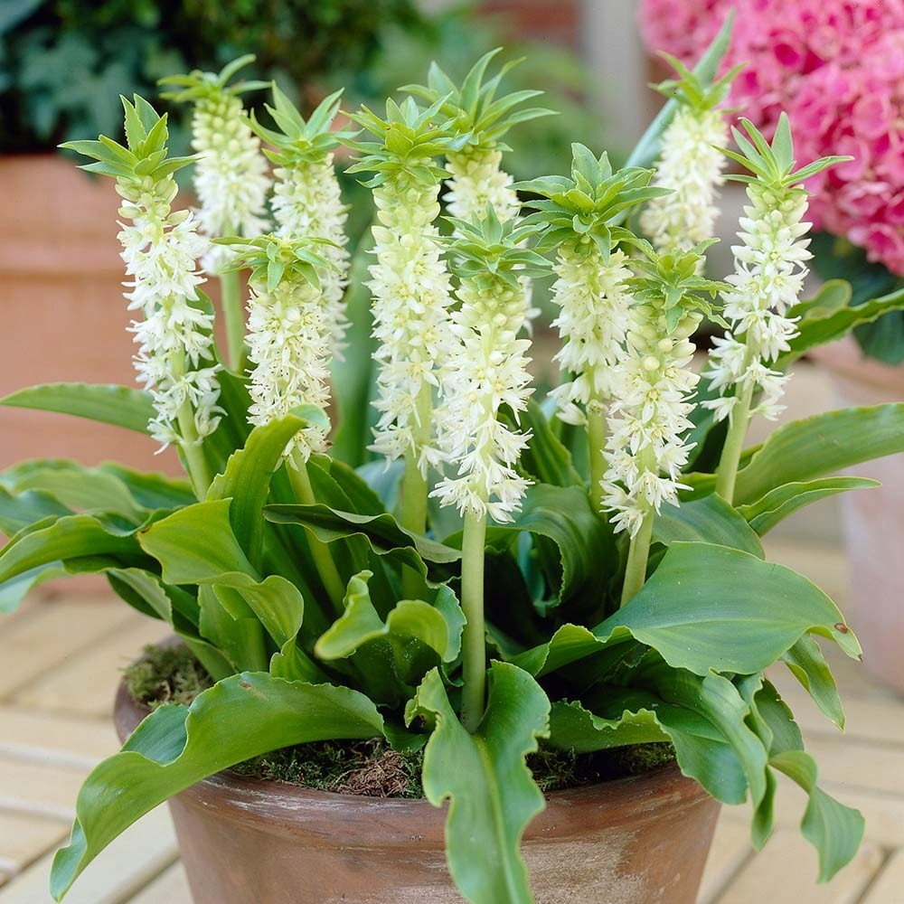 Eucomis comosa- lilia ananasowa - sadzonki