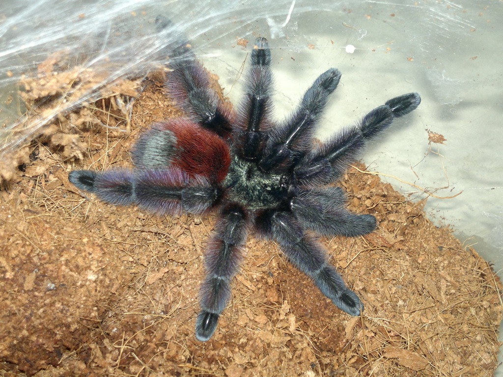 samiec Avicularia versicolor Caribena versicolor
