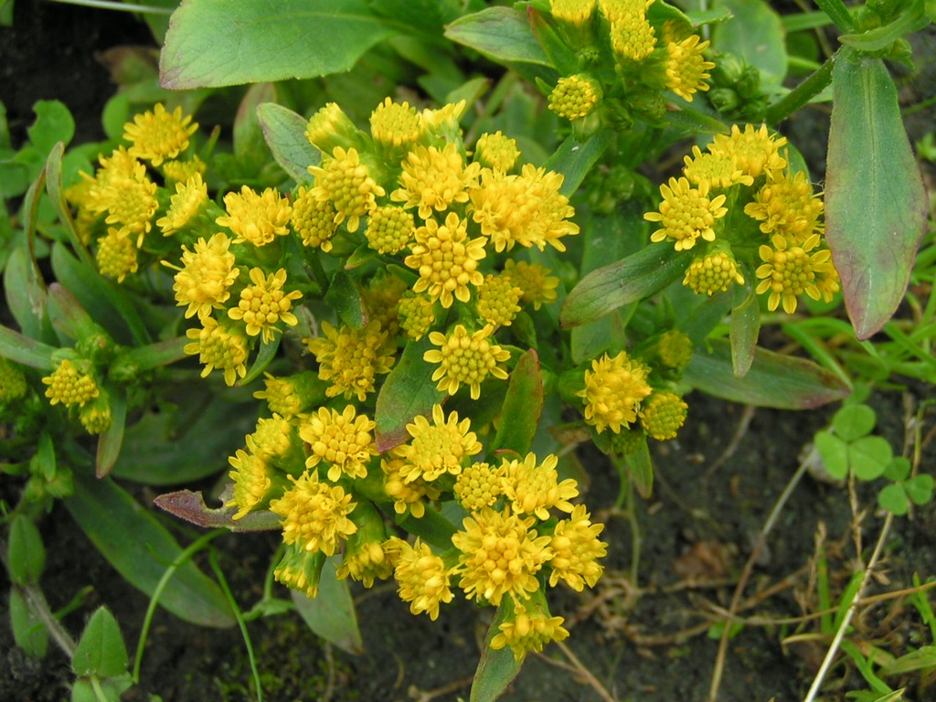 NAWŁOĆ NISKA - dekoracyjna bylina, żółte, VI-VII
