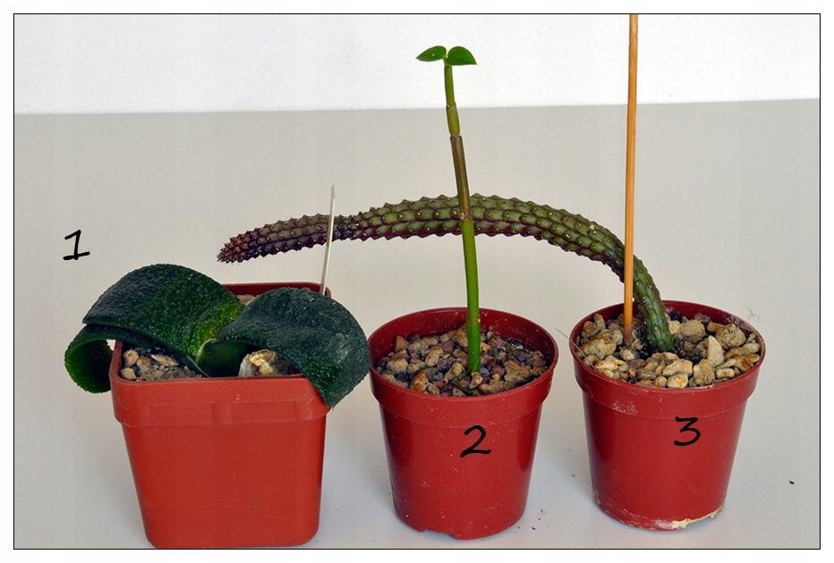 Kaktusy Ceropegia denticulata ssp. brownii