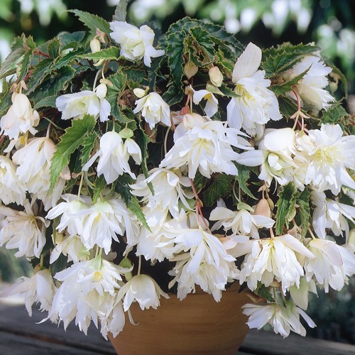 BEGONIA BULWIASTA ZWISAJĄCA BIAŁA / 1