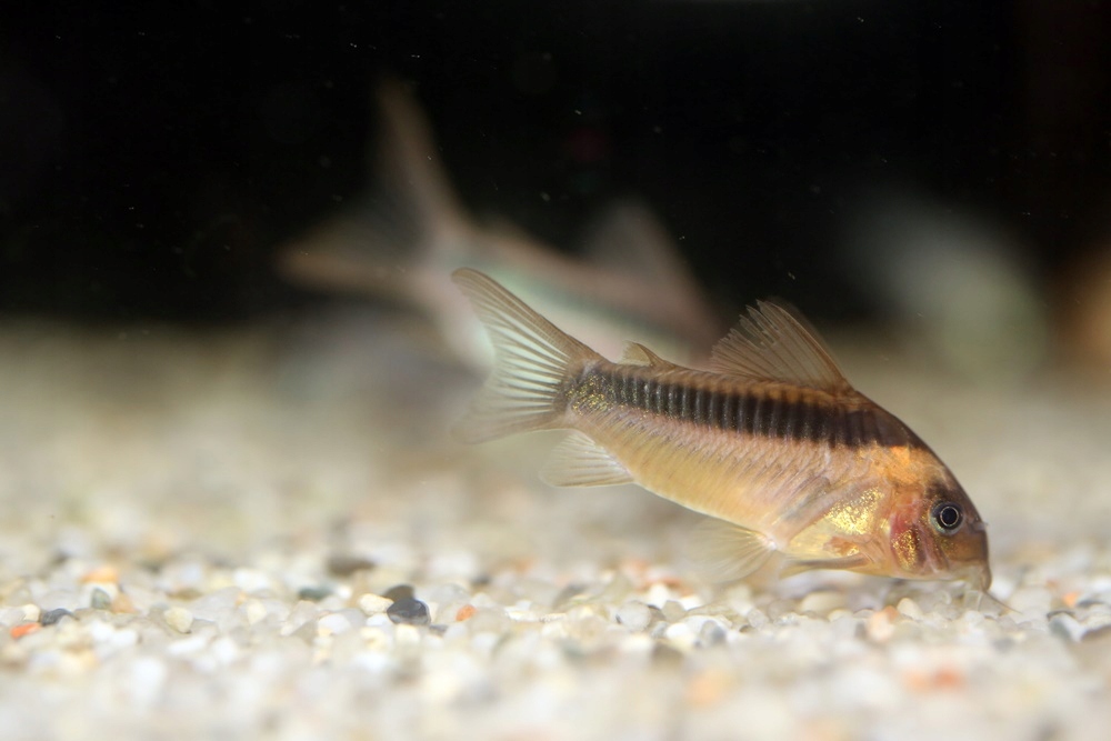 Kirysek rdzawy Corydoras rabauti
