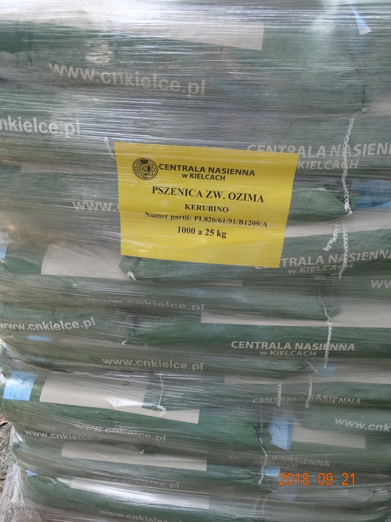 Pszenica KERUBINO siewna kwalifikowana 200zł/100kg