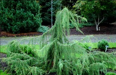 Jałowiec pospolity Horstmann Pendula C3 20-60cm