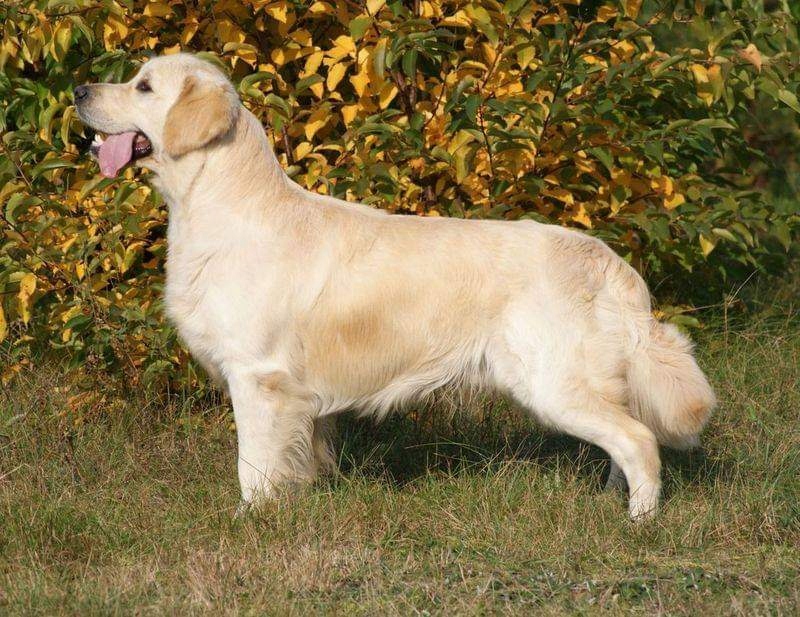 Golden Retriever ZKwP na Boże Narodzenie