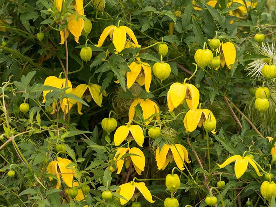 Clematis Powojnik Bill MacKenzie ~ ZŁOTE DZWONKI
