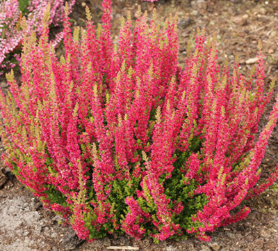 Wrzos pospolity (calluna vulgaris) DARK BEAUTY