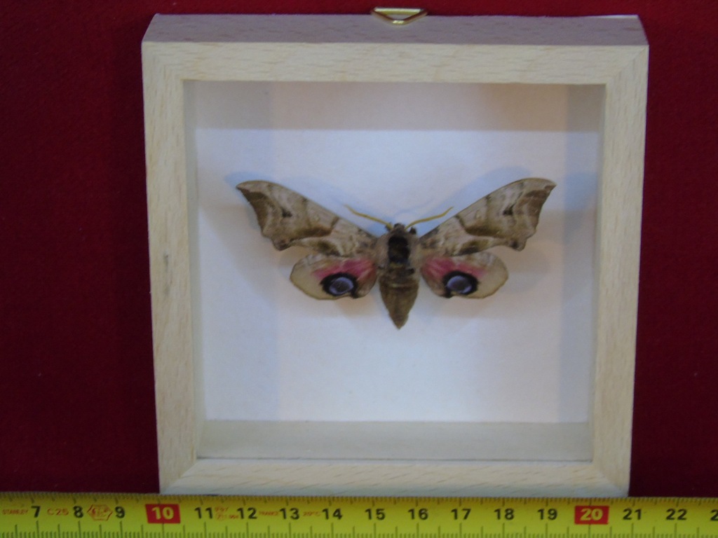 Motyl / Ćma -Smerinthus ocellatus w gablocie .