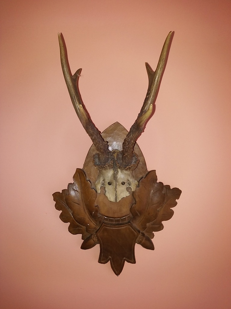 Poroże jelenia sarny na drewnianej podstawie, 39cm