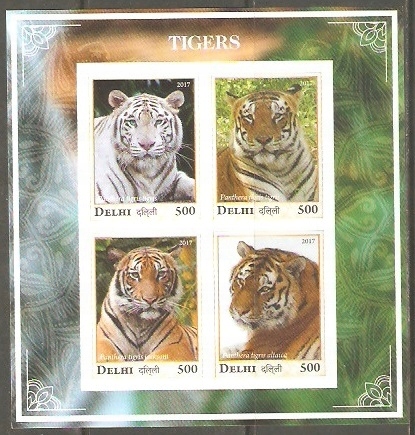 Tygrys bengalski, syberyjski, blok, Delhi (Indie)