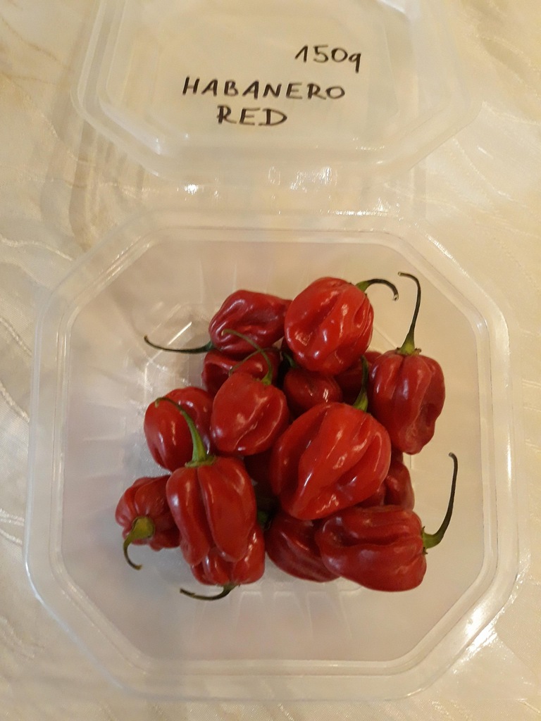 świeża papryka RED SAVINA HABANERO 150g kapsaicyna