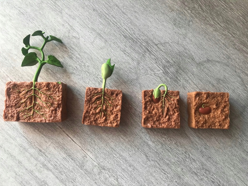 Figurki cykl rozwojowy rośliny fasola