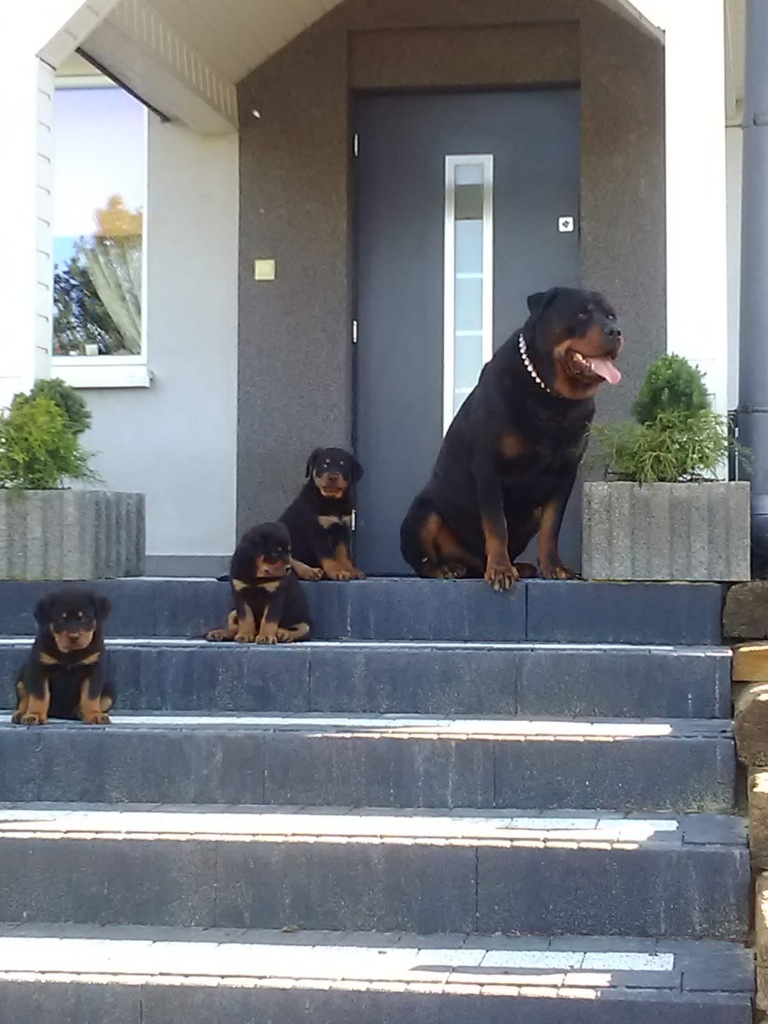 Rottweiler szczeniaki mocnej budowy