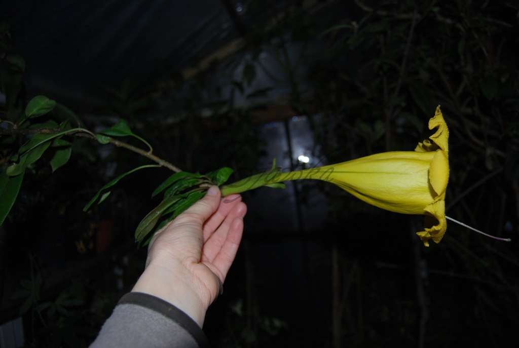 Solandra Longiflora GIGANTYCZNE KWIATY II gat