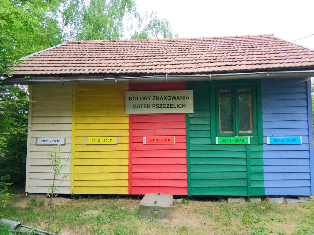 Matki pszczele,krainka, linia CT-46, Alsin,Alpejka