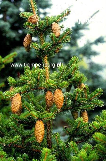 Świerk Tygrysi - Picea Polita - SZTYLETOWY