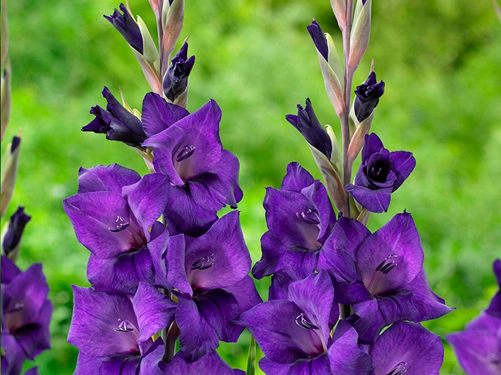 MIECZYK GLADIOLUS Fioletowy tani 5 szt. #JAKOŚĆ