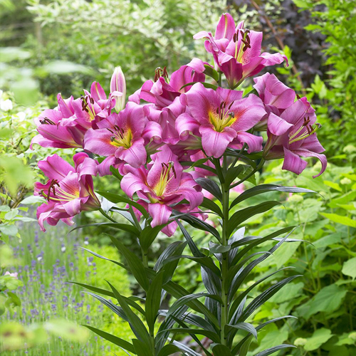 Lilia drzewiasta PURPLE LADY Lily Garden