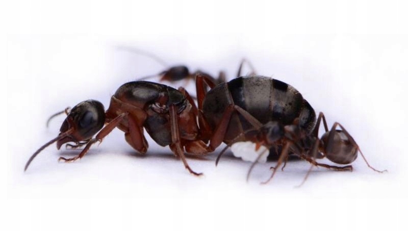 [Mrówki] Formica cunicularia (Q+7 robotnic)