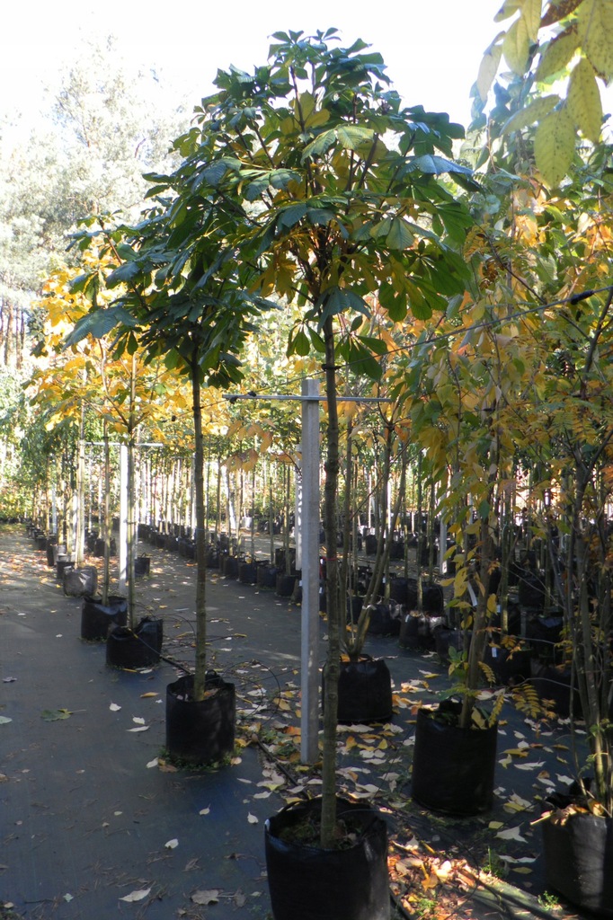 KASZTANOWIEC BIAŁY (AESCULUS HIPPOCASTANUM)