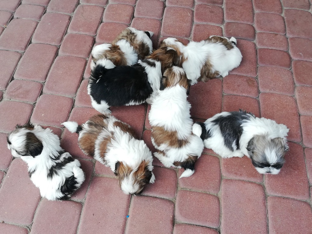 Pieski i Suczki Shih Tzu Z WIATRAKOWEJ KRAINY