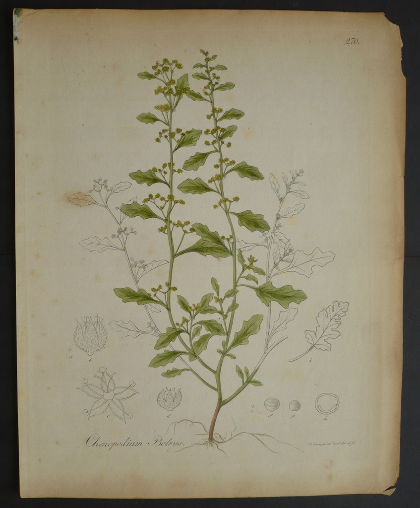 komosa murowa, oryg. 1833 + akwarela