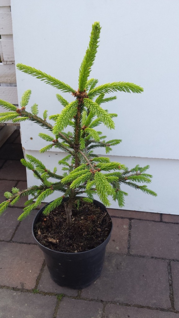 Świerk Picea abies Finedonensis -  Rarytas!