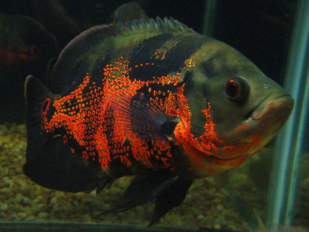 Pielęgnica red tiger oscar