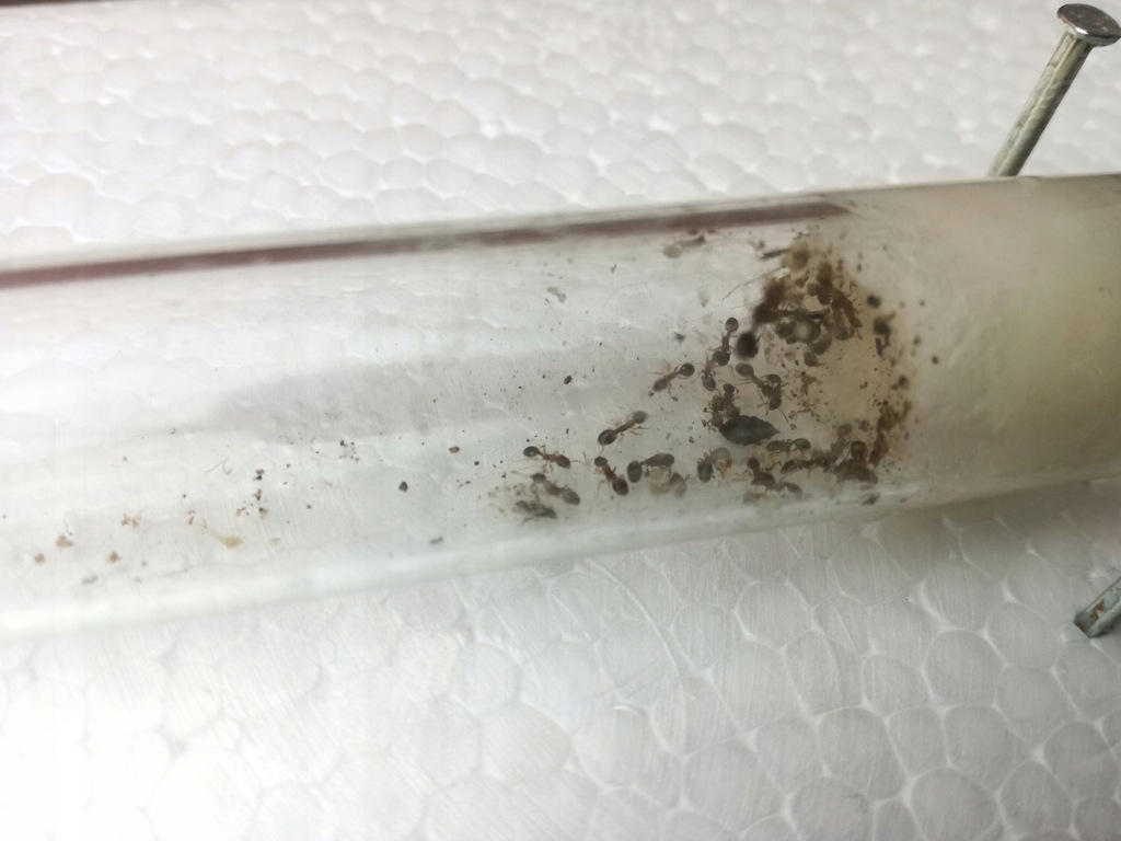 Królowa mrówek Temnothorax sp. 20-30 robotnic