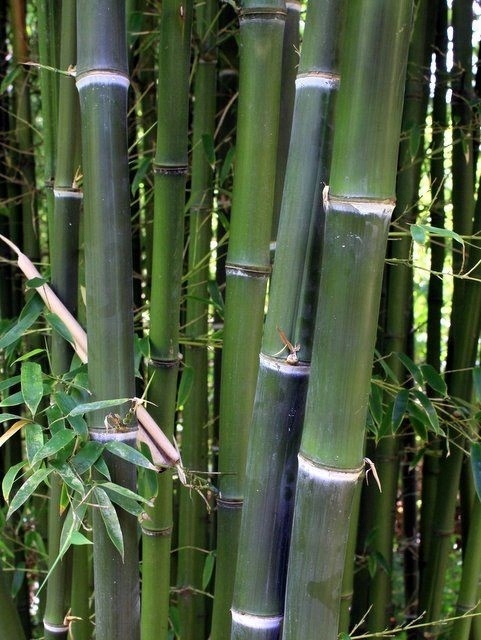 BAMBUS DROBNOLISTNY PARVIFOLIA SADZONKI