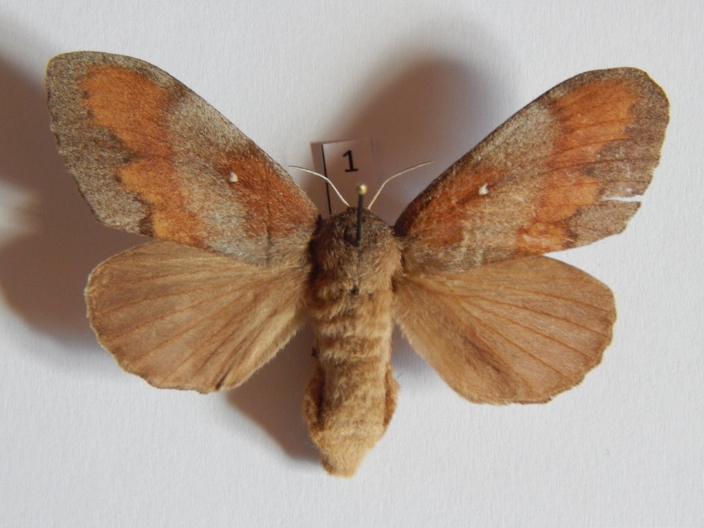 Barczatka sosnówka (Dendrolimus pini)1