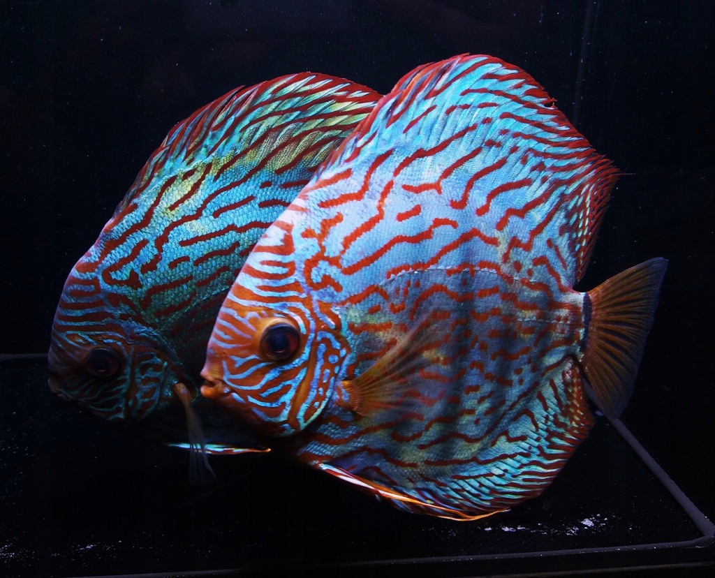 PALETKI paletka RED TURKUS 5-6cm AdamiakZOO