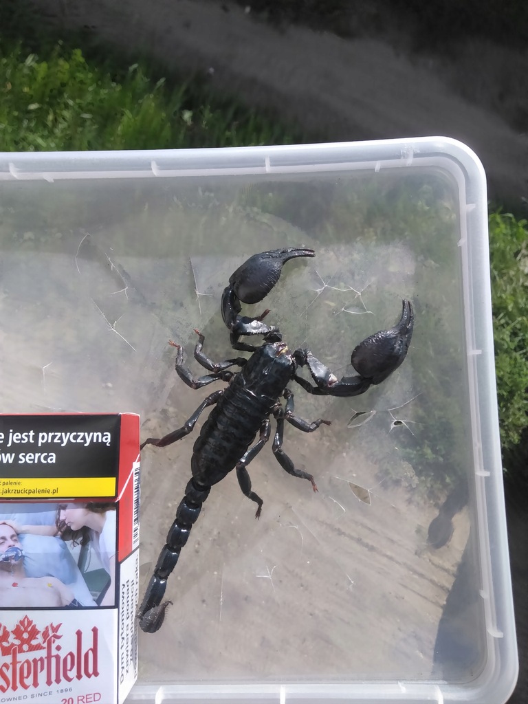 Heterometrus petersi SKORPION 15cm.