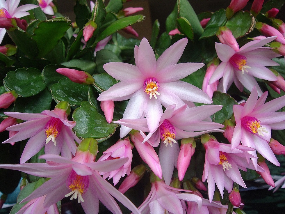 RHIPSALIDOPSIS #### EPIPHYLLUM  KAKTUS WIELKANOCNY