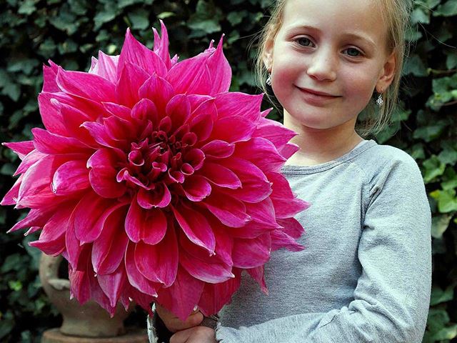 DALIA DEKORACYJNA EMORY PAUL 1 SZT. #NOWOŚĆ
