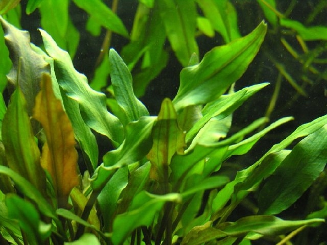 KRYPTOKORYNA zwartka LUTEA cryptocoryne KOSZYK