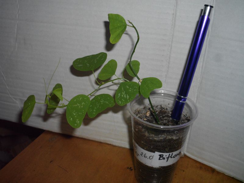 PASSIFLORA BIFLORA